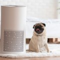 What is the Best Air Purifier for Rooms?